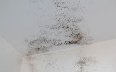 wall with mold